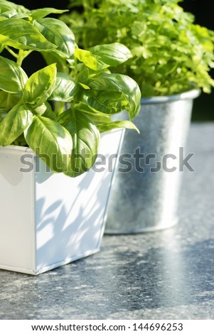 Fresh basil and parsley in flowerpots. Focus on basil.