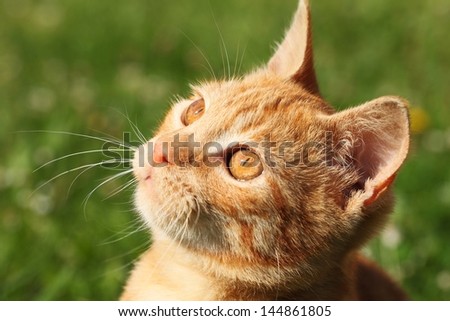Close-up of young cat with curious look