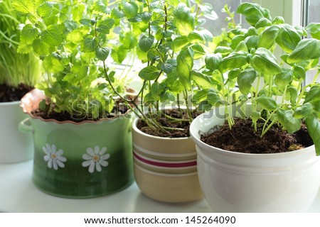 Fresh herbs in pots on a window (basil, mint, lemon balm and chives)