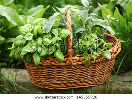 Detail of basket with fresh herbs (basil, sage,oregano) in the garden.