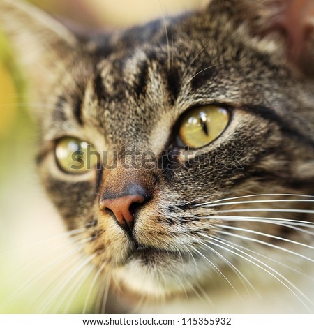 Close-up of cat in the garden. Selective focus, shallow DOF.