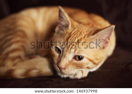 Little cat resting on chair