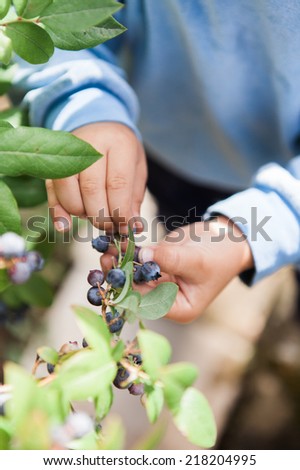 Detail of child hands picking blueberries.