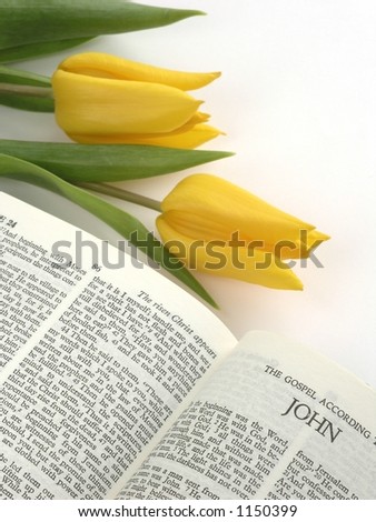 Bible with easter story and tulips