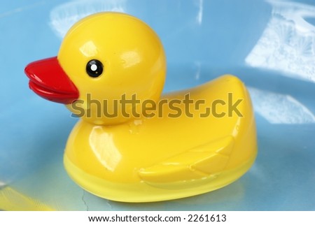 Yellow duck in the water