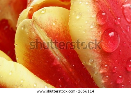Close-up of tulip petals with water drops