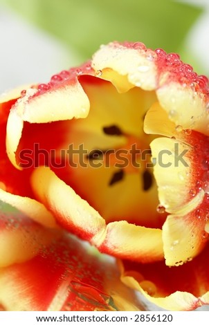 Abstract close-up of tulip with water drops - focus on petals and water drops, shallow DOF