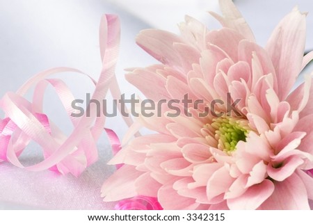 Close-up of pink flower and ribbon, shallow DOF