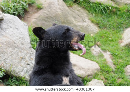 Black Bear in it\'s natural habitat