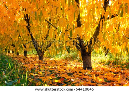 fruit tree in autumn