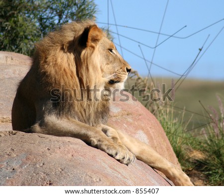 Male Lion full profile