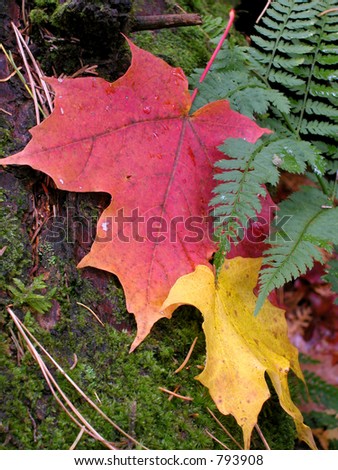 Red and yellow maple leaf with ferns and moss in a Quebec forest