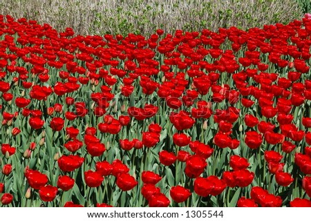 Mass of Red Tulips. Ottawa Tulip Festival.