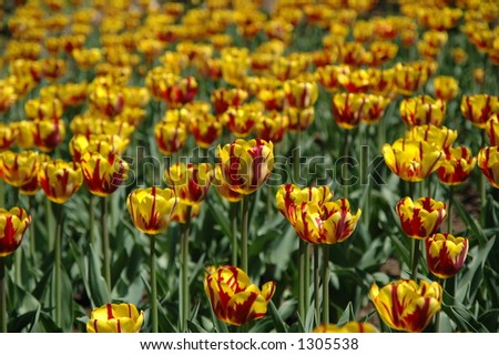 Bicolour red and yellow tulips at the Ottawa Tulip Festival