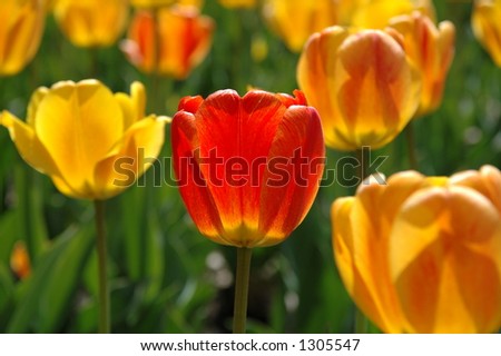 Backlit tulips - one red/orange with several light yellow and orange ones. Ottawa Tulip Festival.