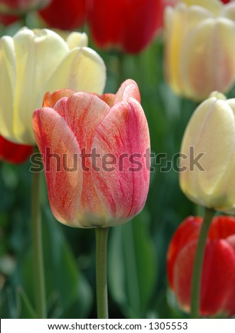 Red, peach and orange tulip on display during the Ottawa Tulip Festival