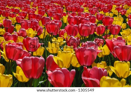 Pink and Yellow Tulips in a garden bed at the Ottawa Tulip Festival near Dows Lake