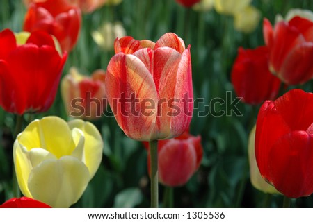 Most prominent tulip in the garden bed. Ottawa Tulip Festival.
