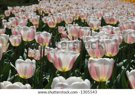 Tulips at the Ottawa Tulip Festival - pink and white