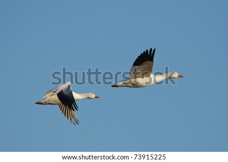A pair of white snow geese against a blue sky