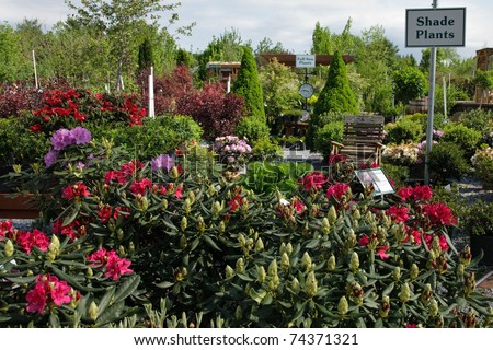 A display of rhododendron blooming in a garden center