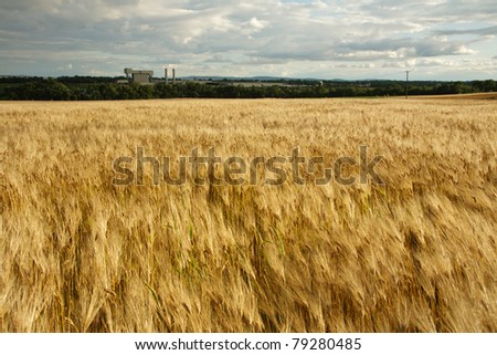 Agriculture and industrialization coexisting- A field of barley next to an asphalt shingle plant