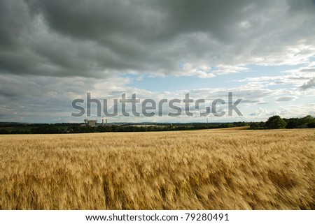 Agriculture and industrialization coexisting- A field of barley next to an asphalt shingle plant