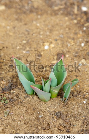 New growth of tulips pushing through the soil.