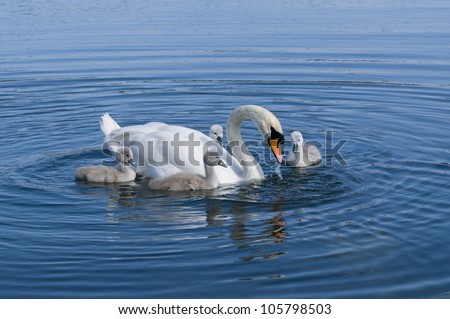 Parent swan with young chicks on a pond