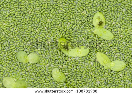 Lentil water plants with insect aphid on leaves