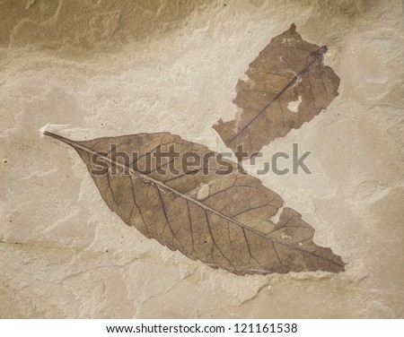 two fossil leaves in limestone