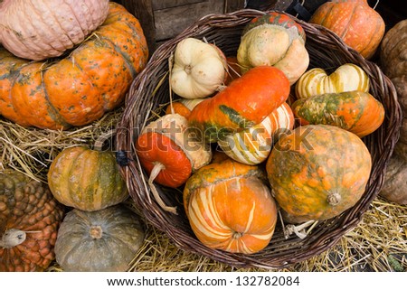 Variety of pumpkins on display