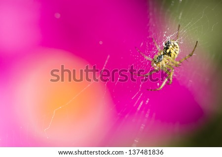 Black and yellow spider with pink and yellow flower in background