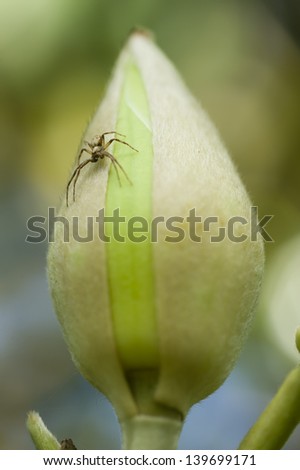 Spider on Magnolia grandiflora, southern magnolia or bull bay flower bud