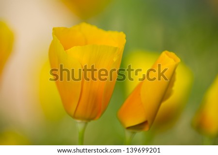 Yellow poppy flowers in full bloom in a green grass under the sun