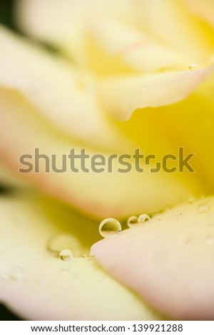 Dew drops on yellow rose petals
