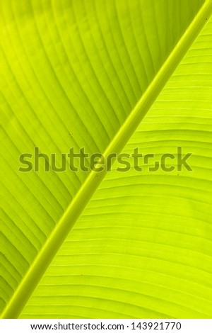 Banana leaf detail in backlight sun