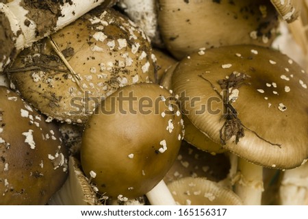 Amanita phalloides mushrooms, deathcap toxic non-edible fungus