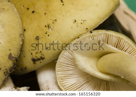 Amanita mushrooms, deathcap toxic non-edible fungus