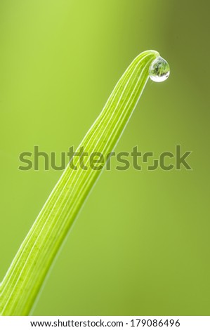 Dew drop on tip of green blade of grass