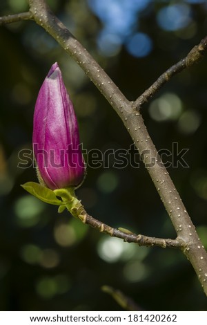 Pink Magnolia flower buds on tip of branch in Spring