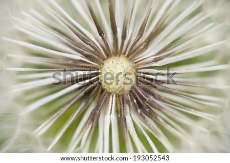 Dandelion seed cap ready to fly away, Taraxacum officinalis