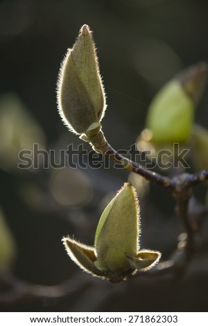 Magnolia flower buds ready to bloom in Spring with back light