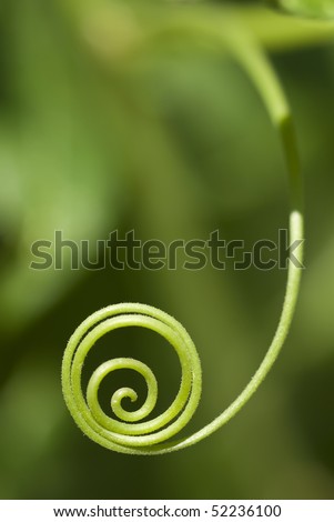 Plant tendril