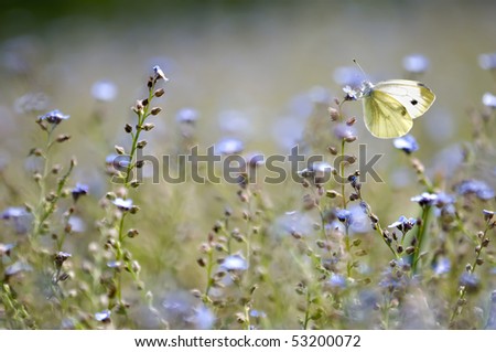 A large white butterfly in a forget-me-not field of flowers