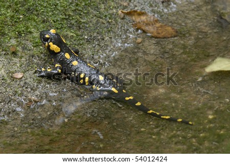 Fire Salamander on creek edge (Salamandra salamandra)