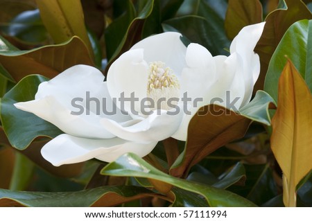 Flower of the Magnolia grandiflora, the Southern magnolia or bull bay, tree of the family Magnoliaceae