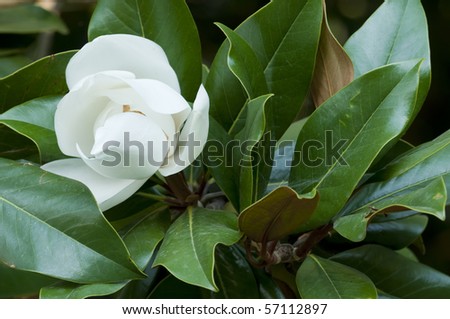 southern magnolia tree leaves. southern magnolia tree leaves.