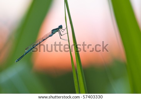 Damselfly resting on a blade of grass at sunset