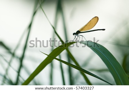 Damselfly resting on a blade of grass at sunset